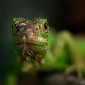 Meet your Posher, Alfred